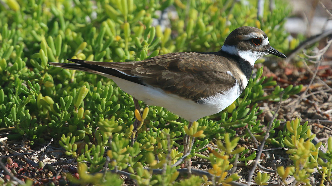 Killdeer, Palm Beach, Aruba, November 2015