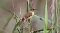 Reed Warbler, RSPB Ham Wall 2014
