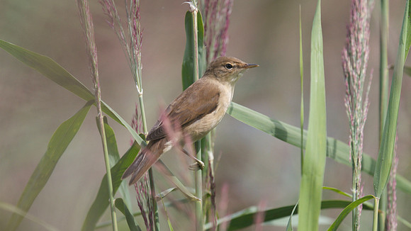 Reed Warbler, RSPB Ham Wall 2014