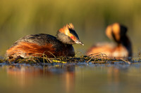 Slavonian Grebe, Iceland, May 2022