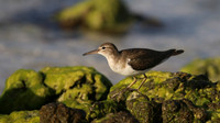 Spotted Sandpiper, Arashi Beach, Aruba, November 2015