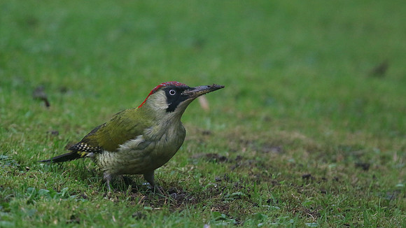 Green Woodpecker, Tockington, December 2015