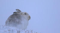 Mountain Hare, Findhorn Valley, February 2016