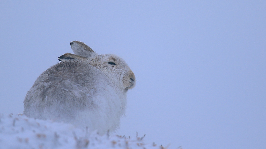 Mountain Hare, Findhorn Valley, February 2016