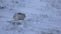 Mountain Hare