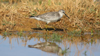 Knot, Logoa dos Salgados, Portugal, September 2015
