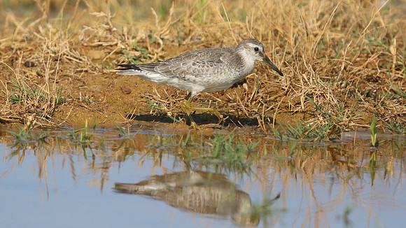 Knot, Logoa dos Salgados, Portugal, September 2015