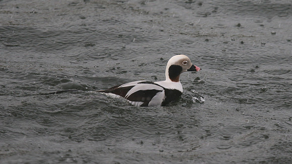 Long-tailed Duck, Lossiemouth Harbour, February 2016