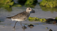 Black-belled Plover, Arashi Beach, Aruba, November 2015