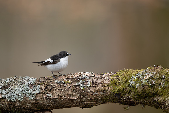 Pied Flycatcher, Forest of Dean, April 2021