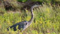Great Blue Heron, Palm Beach, Aruba, November 2015.