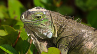 Green Iguana