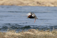 Ruff, Sandfjordneset, Norway June 2025
