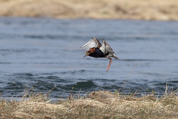 Ruff, Sandfjordneset, Norway June 2025