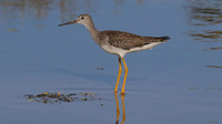 Greater Yellowlegs, Palm Beach, Aruba, November 2015