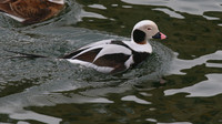 Long-tailed Duck, Lossiemouth Harbour, February 2016