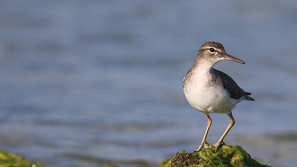 Spotted Sandpiper, Arashi Beach, Aruba, November 2015