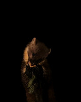Pine Martin, Rothiemurchus, February 2016