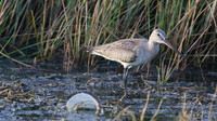 Hudsonian Godwit, Palm Beach, Aruba, November 2015