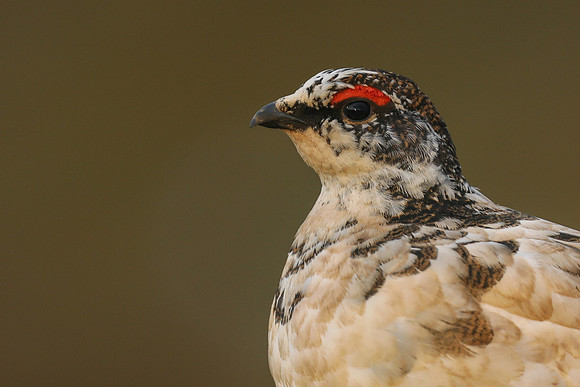 Ptarmigan, Stykkishólmur, Iceland, June 2019