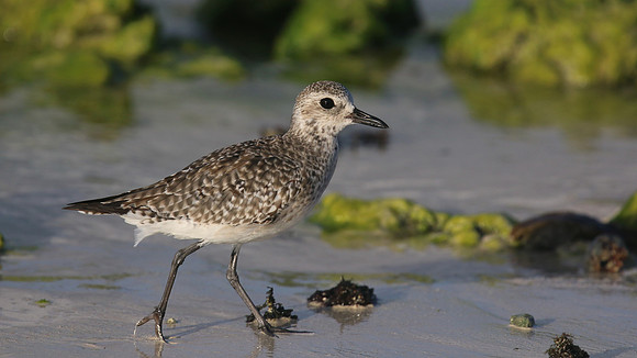 Black-belled Plover, Arashi Beach, Aruba, November 2015