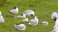 Ross Gull, Bowling Green Marsh 2014