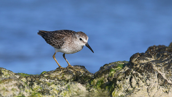 Least Sandpiper, Arashi Beach, Aruba, November 2015