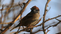 Tree Sparrow, Creswell Pond, Northumberland, January 2016.
