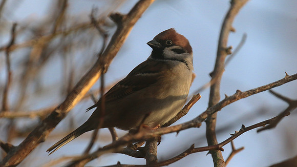 Tree Sparrow, Creswell Pond, Northumberland, January 2016.