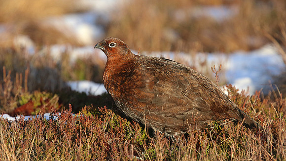 Red Grouse, Lochindorb, Feb 2015