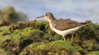 Spotted Sandpiper, Arashi Beach, Aruba, November 2015
