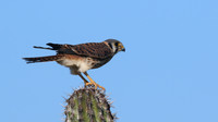 American Kestrel
