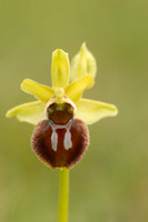 Early Spider-Orchid, Dorset Coast, April 2023