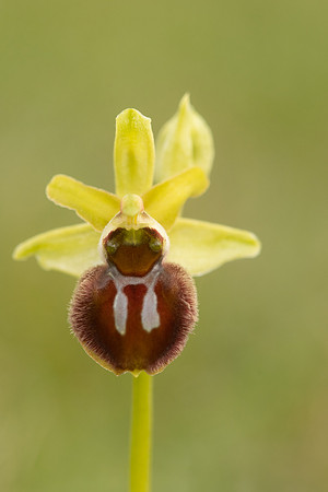 Early Spider-Orchid, Dorset Coast, April 2023