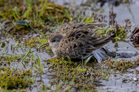 Temmincks Stint, Sandfjordneset, Norway June 2025
