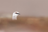 Ptarmigan, Cairngorms, February 2024