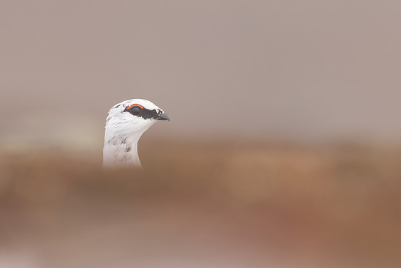 Ptarmigan, Cairngorms, February 2024