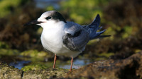 Common Tern. Arashi Beach, Aruba, November 2015