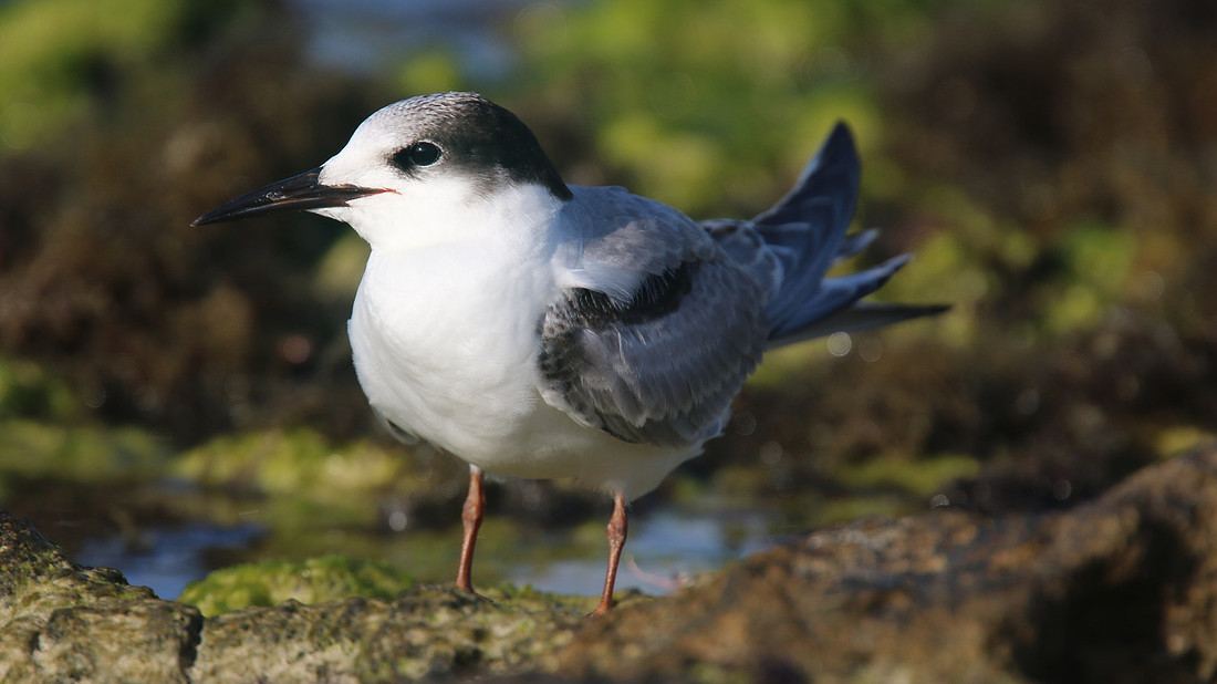 Common Tern. Arashi Beach, Aruba, November 2015