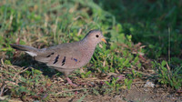 Common Ground Dove