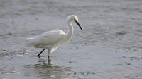 Snowy Egret, Palm Beach, Aruba, November 2015