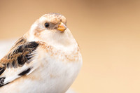 Snow Bunting, Cairngorms, February  2024.