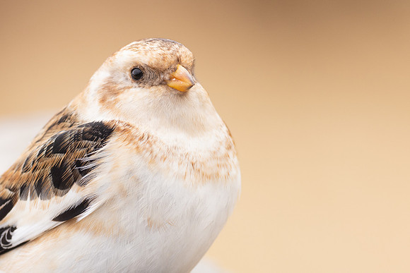 Snow Bunting, Cairngorms, February  2024.
