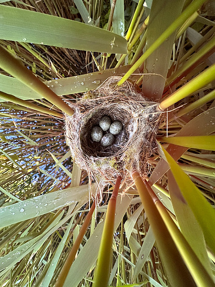 Reed Warbler, Rockhampton, May 2024