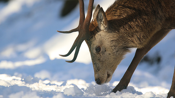 Red Deer, Cairngorms, February 2015