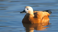 Ruddy Shelduck, Slimbridge, January 2015