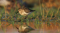 Dunlin