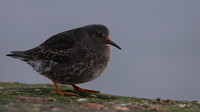Purple Sandpiper, Burghead, February 2016