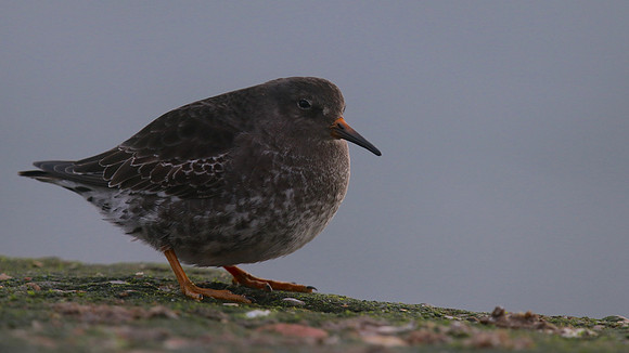 Purple Sandpiper, Burghead, February 2016