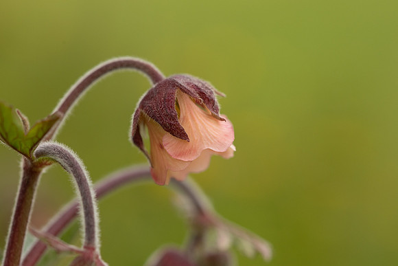 Water Avens, Iceland, June 2023